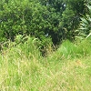 Plants: image 33 Of 157 Thumb